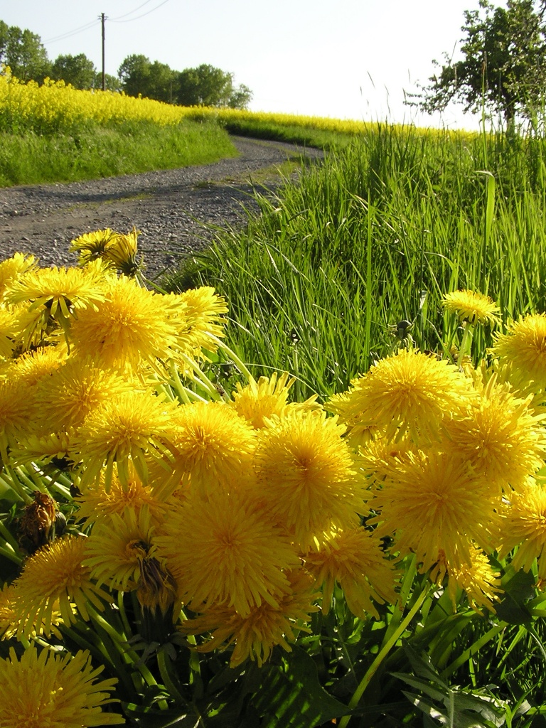 Dandelion_P5070011_50